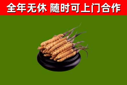 宣汉县回收冬虫夏草